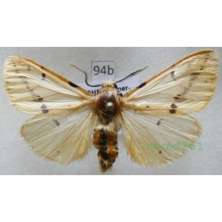 Spilarctia lutea (Hufnagel, 1766) Czech94b
